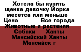 Хотела бы купить щенка девочку Йорка 2 месетса или меньше › Цена ­ 5 000 - Все города Животные и растения » Собаки   . Ханты-Мансийский,Ханты-Мансийск г.